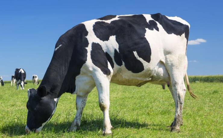 POMOĆ ZBOG POSLJEDICA BEDRENICE