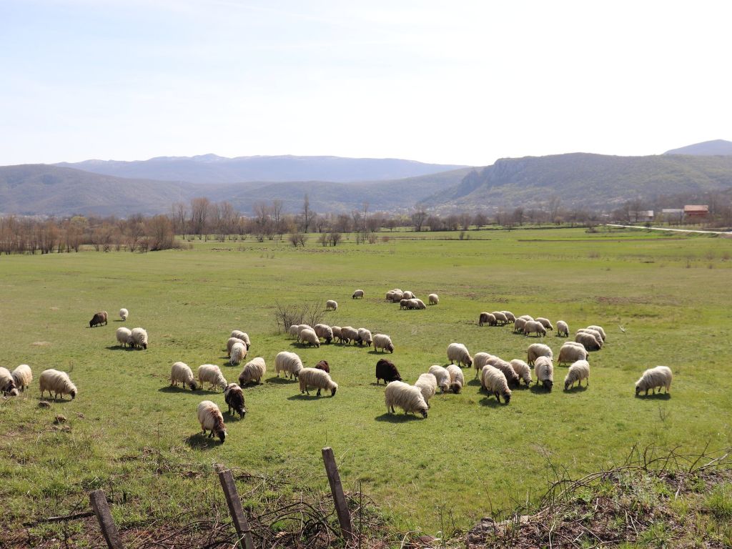 PREDSTAVLJANJE PROJEKTA “MOSAIC OF LIFE”