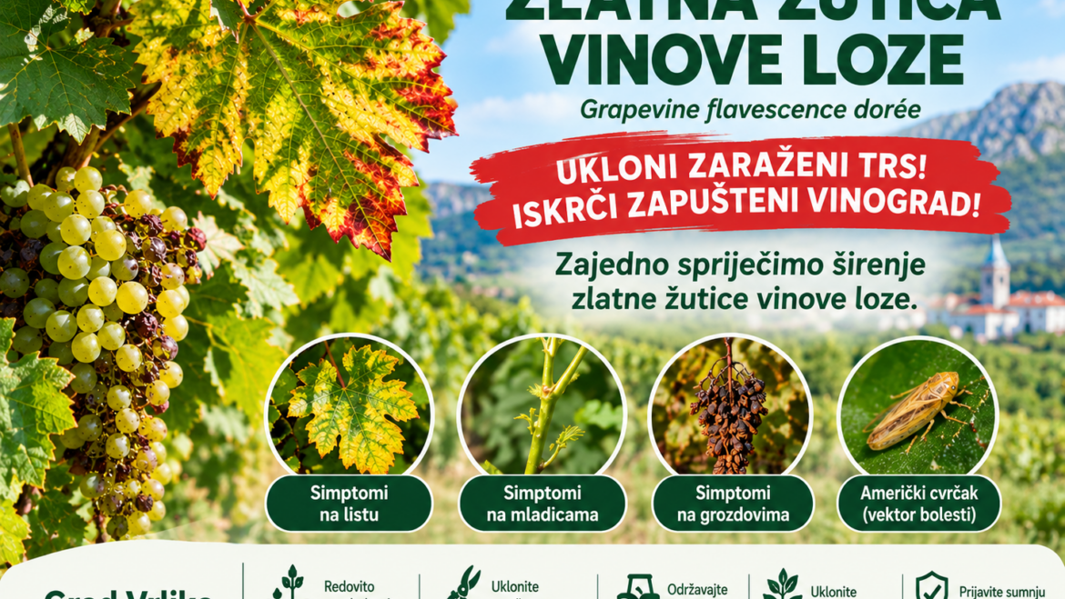 OBAVIJEST VINOGRADARIMA – ŠIRENJE ZLATNE ŽUTICE
