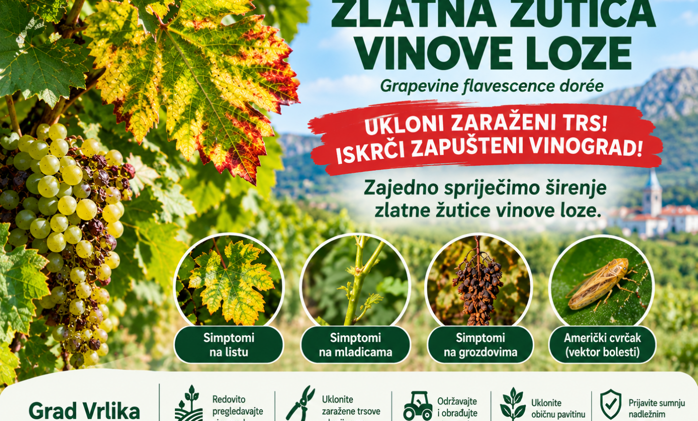 OBAVIJEST VINOGRADARIMA – ŠIRENJE ZLATNE ŽUTICE