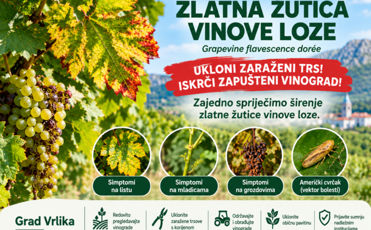 OBAVIJEST VINOGRADARIMA – ŠIRENJE ZLATNE ŽUTICE